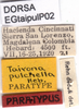 CollectionObject 1537593; 936a217f-e118-4e4f-aeba-4549a8f66404, DORSA EGtaipulP02: labels (paratype). (CollectionObject).
