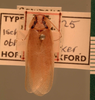 Gurneya obliqua (Walker, 1869): Copyright UMO, Oxford. Type, dorsal view. (Otu).