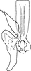 Stylus: Stylus. (Observation).