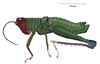 Cloephoracris disrupta Rowell, 1999: male, lateral view. (Otu).