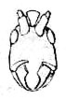 Orchelimum (Orchelimum) agile (De Geer, 1773): Pl. IV, Fig. 80 c. face (Xiphidium nitidum). (Otu).