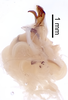 CollectionObject 1522826; aefcff60-a245-465f-9b2c-ae4b286198fa: Male genitalia, lateral view (holotype). (CollectionObject).
