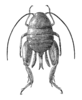 Fig. 364. female. Depicts Myrmecophilus (Myrmecophilus) acervorum (Panzer, 1799), an Otu.