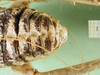 CollectionObject 1500724; 7da4fbbd-b8ea-4998-8bfd-965977538d90: female abdomen tip, dorsal view (holotype). (CollectionObject).