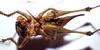 CollectionObject 1534686; MZPW 3225228, a23a347b-1ced-4582-a51d-46eadca0eb38: female ventral view. (CollectionObject).