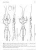 CollectionObject 1558241; d6ddb328-e6d9-4a7e-a155-ddb2d89163e1: from original description, female (holotype) and male (paratype). (CollectionObject).