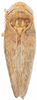 Habitus, dorsal view on Allophleps inspersa Bergroth, 1920 now Allophleps eques (Jacobi, 1910): male, lectotype. (Observation).