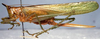 CollectionObject 1568326; b6bc15c5-fcac-43d0-932b-0f8cc2bfed41: female, lateral view (syntype). (CollectionObject).