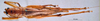 CollectionObject 1516508; NNM 3225875, 0e4424c4-8fdd-41fb-b832-4d1c8f77778d: female, dorsal view (paratype of Salomona aeruginifrons). (CollectionObject).