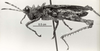 CollectionObject 1506898; 1f2c2497-46a8-48a9-b0c3-8a94adfd83a8: Image C.S. Carbonell. male, lateral view (holotype). (CollectionObject).