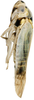 Habitus, lateral view on Anuihuajianga pyramidalis Zhang & Song, 2022: (Observation).