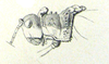 Pl. III, 23. head and pronotum of female, lateral view. Depicts Aularches miliaris miliaris (Linnaeus, 1758), an Otu.