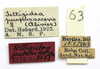 CollectionObject 1523048; d0544f7f-8417-4bdb-b3f6-078a8df346c1: labels (holotype). (CollectionObject).