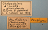 CollectionObject 1514662; 22770dc8-9b2e-456c-a0d8-ee719855dc3a, MLP0057/1-3: labels (paratype). (CollectionObject).
