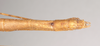 CollectionObject 1560022; NHMUK(SF IMPORT DUPLICATE) 8447890, 24e86c4f-870d-4516-96dc-84b2c0aa334e: copyright Natural History Museum, London. female: end of abdomen, dorsal view of Necroscia haanii (lectotype). (CollectionObject).