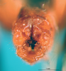 CollectionObject 1500323; 6f4685fa-013c-4a17-9eb0-b2aa93e8078e: male, abdomen tip, posterior view (syntype). (CollectionObject).