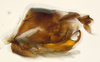 Pygofer, lateral view: (Observation).