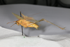 CollectionObject 2376978; bb371f53-4fb4-4895-8d57-75e746bdada8: male, lateral view (syntype). (CollectionObject).