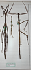 CollectionObject 1559001; 11854f69-fd51-4979-b3b0-4565cb6cf245: copyright MHNG Geneva. female (holotype). (CollectionObject).