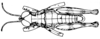 Arminda fuerteventurae Holzapfel, 1972: Fig. 1 A. male, dorsal view. (Otu).