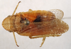 Habitus, dorsal view: (Observation).