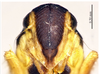 Head on Convexana nigrifronta Li, 1994: (Observation).