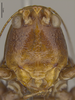 CollectionObject 1597295; 3a806393-e5f2-421a-b1e2-2af572e424aa: Male, frons (paratype). (CollectionObject).;CollectionObject 1597296; 6af907ec-fcf4-4dda-bc2e-3ec232bddb8c: Male, frons (paratype). (CollectionObject).