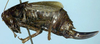 Zeuneriana abbreviata (Serville, 1838): female, lateral view (paratype). (Otu).