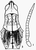 Pyrgomorpha (Pyrgomorpha) guentheri Burr, 1899: female, dorsal view and antenna. (Otu).