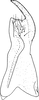 Stylus: !! display not done !! on Grypotes puncticollis (Herrich-Schäffer, 1834): Stylus. (Observation).