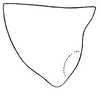 Conocephalus stictomerus Rehn & Hebard, 1915: Pl. XVII, Fig. 12. male, outline of lateral lobe of pronotum. (Otu).