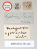CollectionObject 1559857; NHMUK(SF IMPORT DUPLICATE) 844921, 2b92cc82-ad6b-46c2-a19d-27526138c52f: copyright Natural History Museum, London. female, data labels [round label reversed] of Pachymorpha hystriculea (holotype). (CollectionObject).