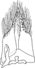Subgenital plate: !! display not done !! on Phlogotettix cyclops (Mulsant & Rey, 1855): Subgenital plate. (Observation).