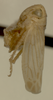 Habitus, lateral view: !! display not done !! on Neocoelidia candida Ball, 1909: Male syntype [USNM]: habitus, lateral view. (Observation).