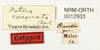CollectionObject 1529626; 44bbfdca-7535-4153-be19-3834fb5b6c63: labels (syntype). (CollectionObject).