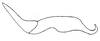 Stylus on Arapona devisa DeLong, 1979: Male holotype [OSU]: style, lateral view. (Observation).