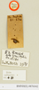 Panesthia morsus (Butler, 1882): Copyright Natural History Museum, London. Labels from holotype (adult male) in BM(NH). (Otu).