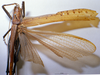 CollectionObject 1506475; MHNG 3225777, b9ca49f8-4cce-4863-a9f8-edfbeeb8cceb: female wings. (CollectionObject).