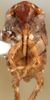 Nymph: (Observation).