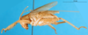 CollectionObject 1567523; 5d91869a-c3de-4764-a319-c7149260b3b4: female, lateral view. (CollectionObject).