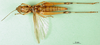 CollectionObject 1579343; 7c7fe94d-9df2-4892-8549-6cb9c579dd12: female, ventral view (allotype of Formosacris formosana). (CollectionObject).