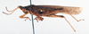 CollectionObject 1506821; c350f19f-9c01-48eb-a91a-e433681a92d8: male, lateral view (lectotype). (CollectionObject).