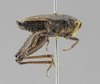 CollectionObject 1507319; 7480960c-1066-46ec-9551-27b059c931cf: male, lateral view (lectotype). (CollectionObject).