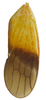 Forewing on Biza craspa Kramer, 1962: Male holotype [USNM]: forewing. (Observation).