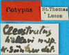 CollectionObject 1500823; ea9c25d9-6f42-4a86-ad70-0830be718dce: labels (syntype). (CollectionObject).