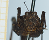 CollectionObject 1585213; 82f403f4-9ff9-4297-9511-fd51265adbb6, NHMUK010924726: female, no type (frontal view). (CollectionObject).