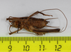 CollectionObject 1575864; 0f2507de-cd88-4361-99be-44e69838b40f: male, ventral view (holotype). (CollectionObject).