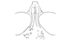 Brakeracris varablancensis Rowell, 1995: Fig. 4D. male head, dorsal view. (Otu).
