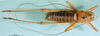CollectionObject 1502895; 1a1495bc-b31d-4136-ab51-74149d90bf41: male, dorsal view (paratype). (CollectionObject).