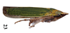 Habitus, lateral view on Draeculacephala soluta Gibson, 1919: (Observation).